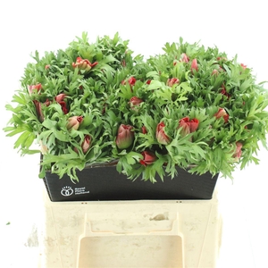 Anem Mistral Red Extra