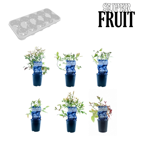 <h4>Vaccinium mix tray blauw</h4>