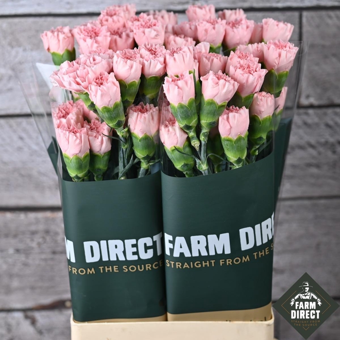 <h4>DI ST JODIE</h4>