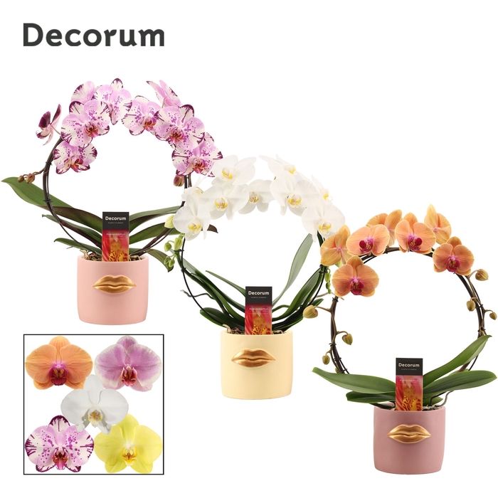 Phalaenopsis boog mix in Lovely (Luxury World-collection)