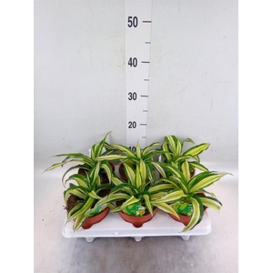 Dracaena frag. 'Malaika'