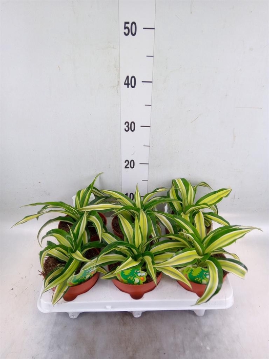<h4>Dracaena frag. 'Malaika'</h4>