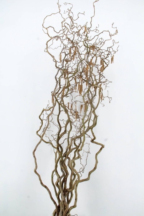 <h4>CORYLUS AV CONTORTA 2 JARIG</h4>