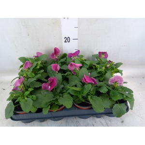 Viola wr. 'Delta Rose Surprise'