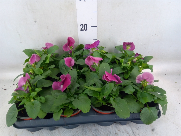 <h4>Viola wr. 'Delta Rose Surprise'</h4>