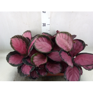 Calathea roseopicta 'Crimson'