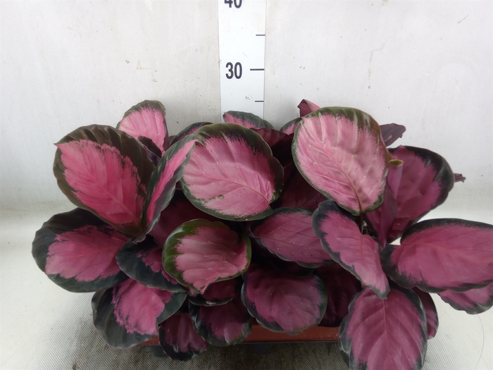 <h4>Calathea roseopicta 'Crimson'</h4>