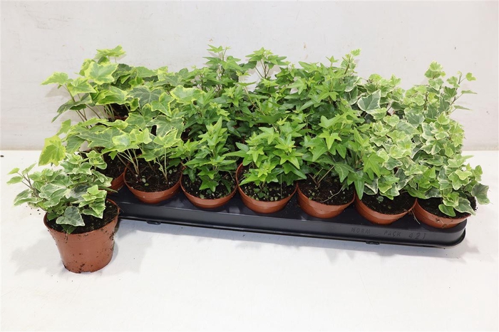 <h4>arr8 Hed He Gem</h4>