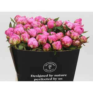 Paeonia lact. 'Alexander Fleming'