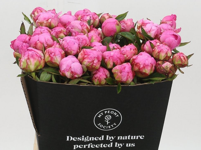 Paeonia lact. 'Alexander Fleming'