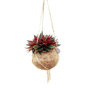 Kokodama 15 cm Peperomia Rosso