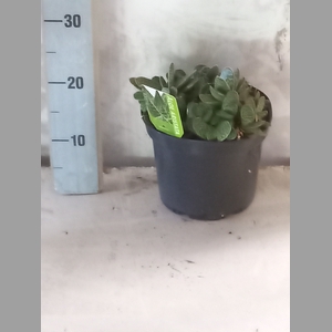 ALOE GEM