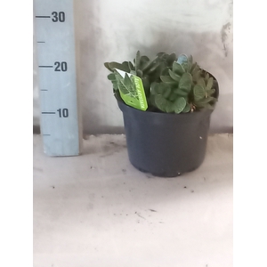 ALOE GEM