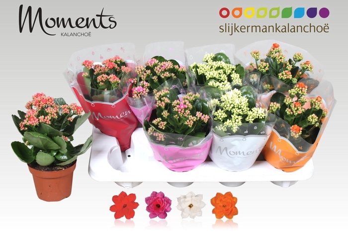 <h4>KAL GE GEM 4 KL</h4>