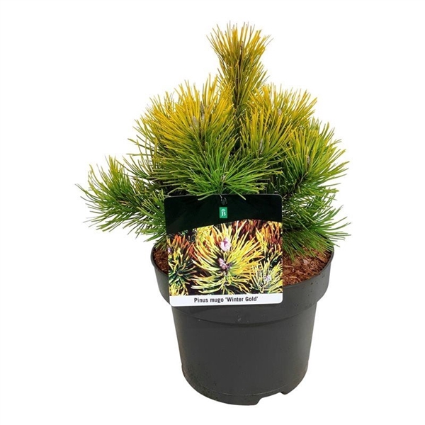 <h4>Pinus mugo 'Winter Gold'</h4>