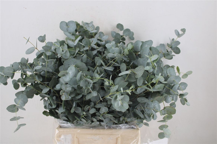 <h4>Euca Gunny Short 150gr P Bunch</h4>
