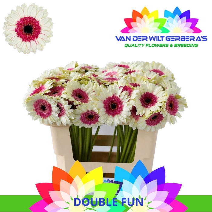 <h4>Germini Double Fun Water</h4>