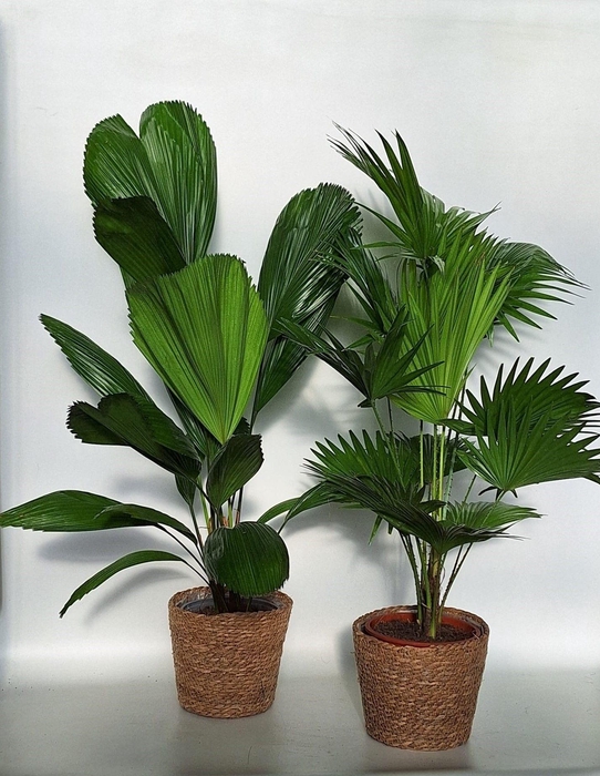 <h4>Exotisch palmmix / livi /licu in mand kandy</h4>