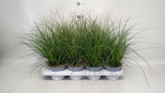 <h4>Carex brunnea</h4>