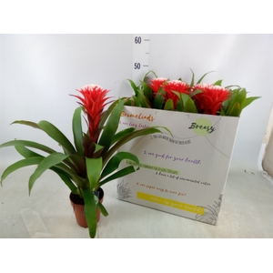 Guzmania  'Hope'