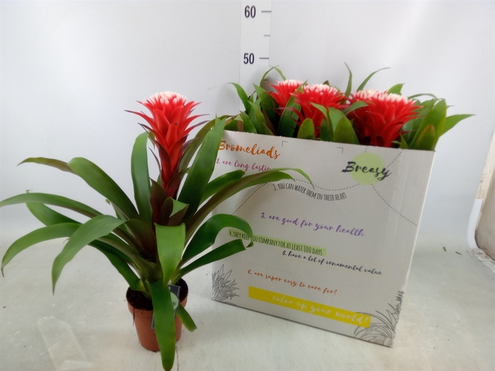 <h4>Guzmania  'Hope'</h4>