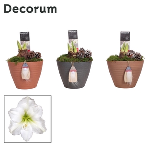 Amaryllis Wit 2 Knop Kaja KERST (Decorum)