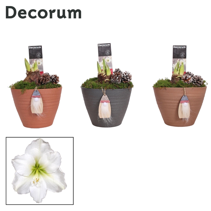 <h4>Amaryllis Wit 2 Knop Kaja KERST (Decorum)</h4>