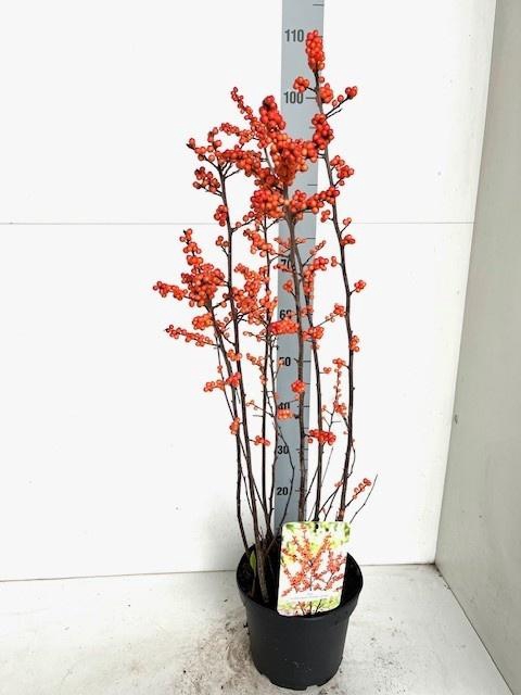 <h4>ILEX VERTICILLATA</h4>