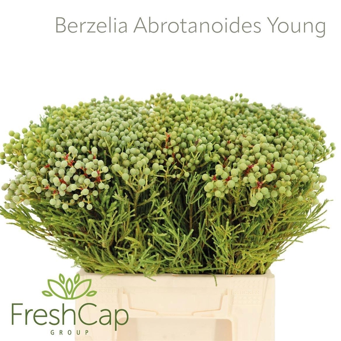 <h4>BERZ ABROTANOIDES</h4>