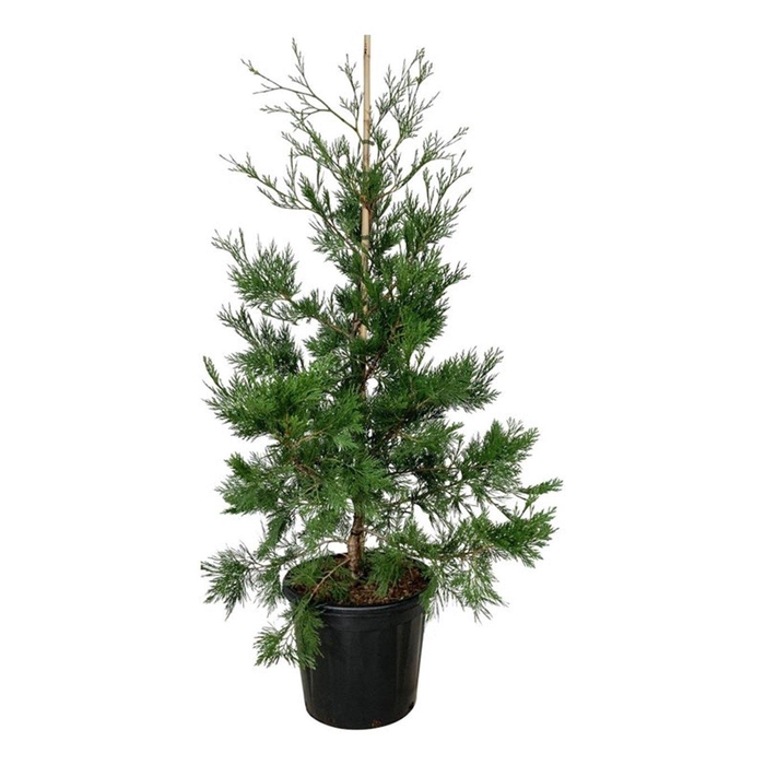<h4>Calocedrus dec. 'Pillar'</h4>