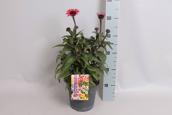 <h4>vaste planten 19 cm Echinacea sunSeekers Red</h4>