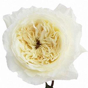 R Gr David Austin Patience
