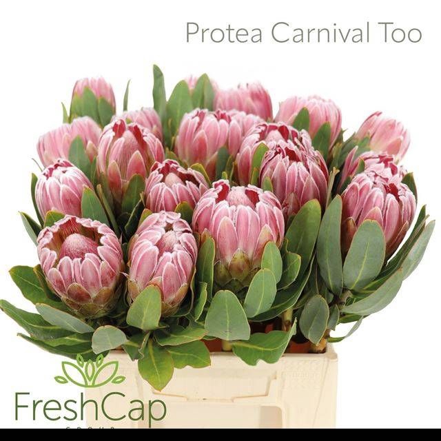 <h4>PROTEA CARNIVAL</h4>