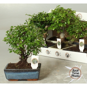 BONSAI GEM