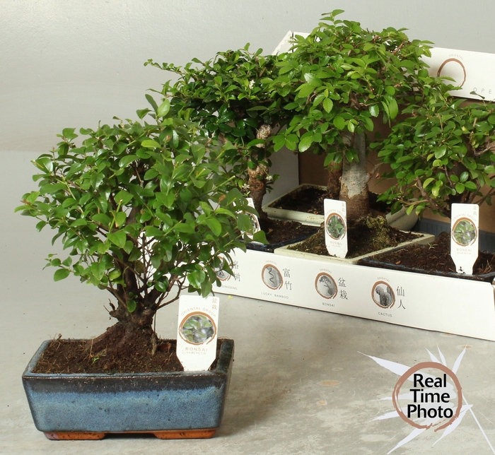 <h4>BONSAI GEM</h4>
