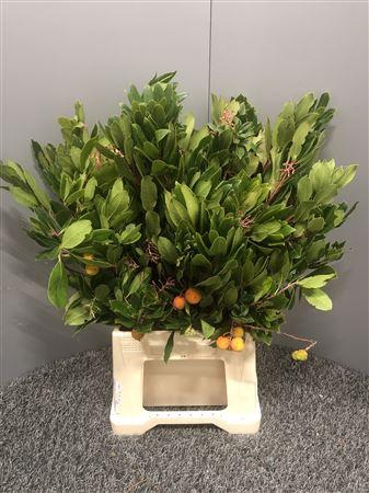 <h4>Arbutus Unedo</h4>