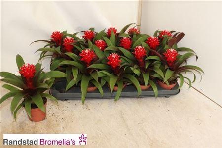 <h4>Guzm Priscilla</h4>