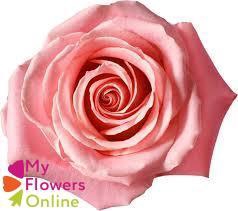 <h4>R Gr Hermosa+ Pink 50cm EC</h4>