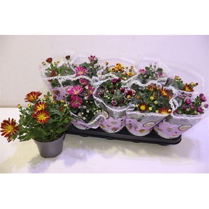 arr8 Chrys Gem 2 Kl Bloem