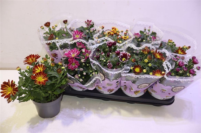 <h4>arr8 Chrys Gem 2 Kl Bloem</h4>