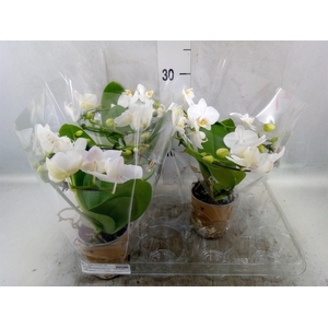 Phalaenopsis multi.   ...white