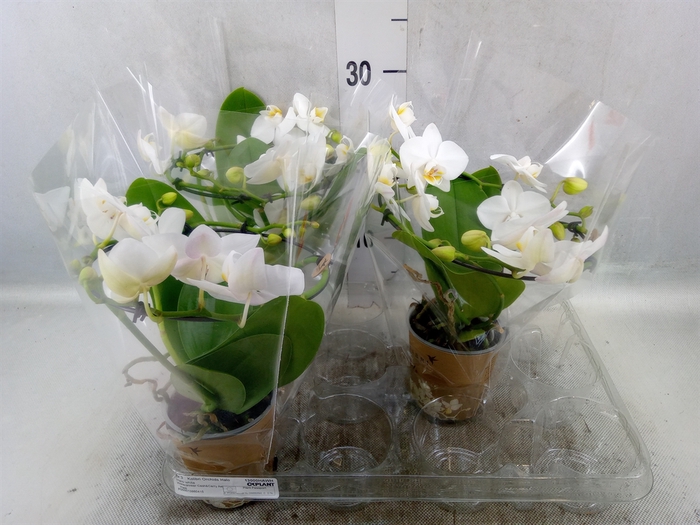 Phalaenopsis multi.   ...white