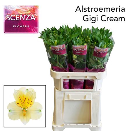 ALSTR GIGI CREAM