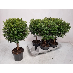 MYRTUS COM