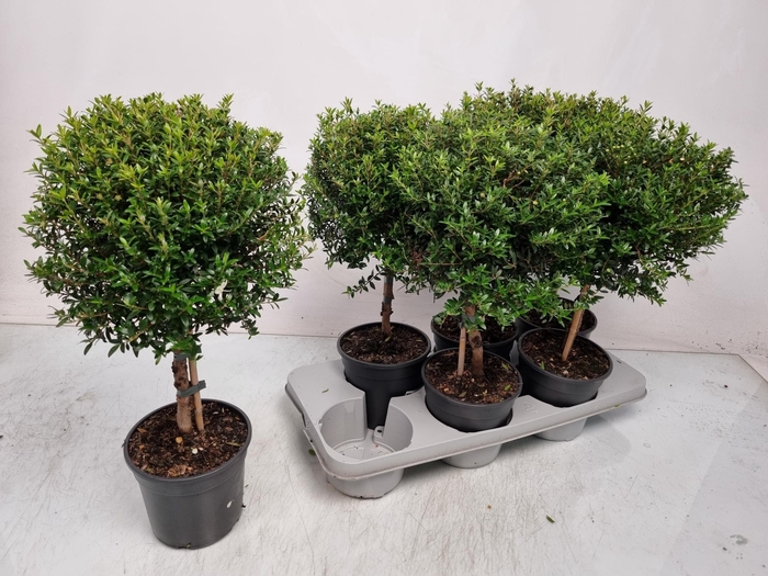 <h4>MYRTUS COM</h4>
