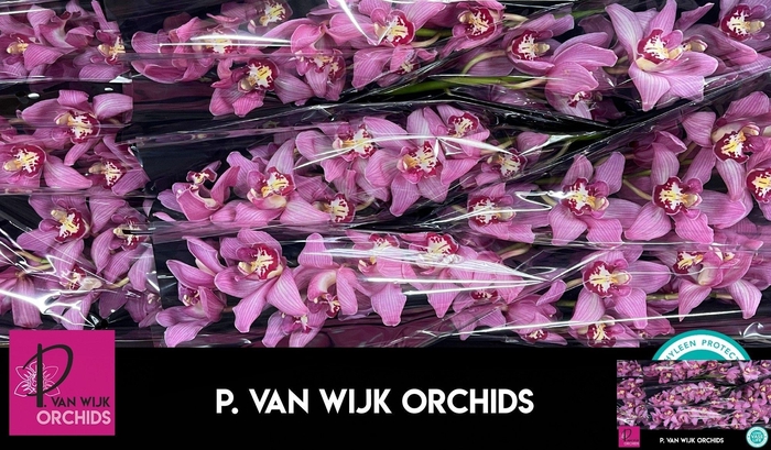 <h4>CYMB T CYNTHIA</h4>