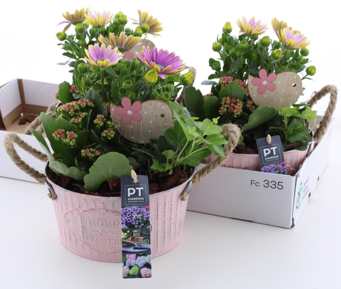 <h4>ARR TUINPLANTEN</h4>