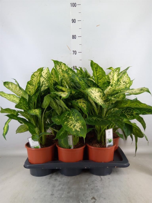 <h4>Dieffenbachia  'Compacta'</h4>