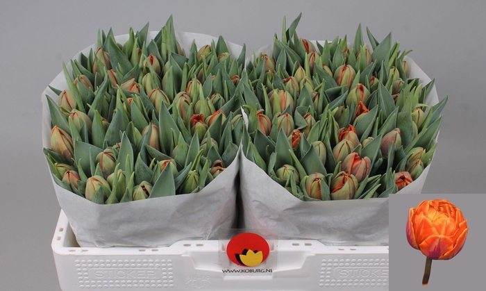 <h4>TU DU ORANGE PRINCES</h4>