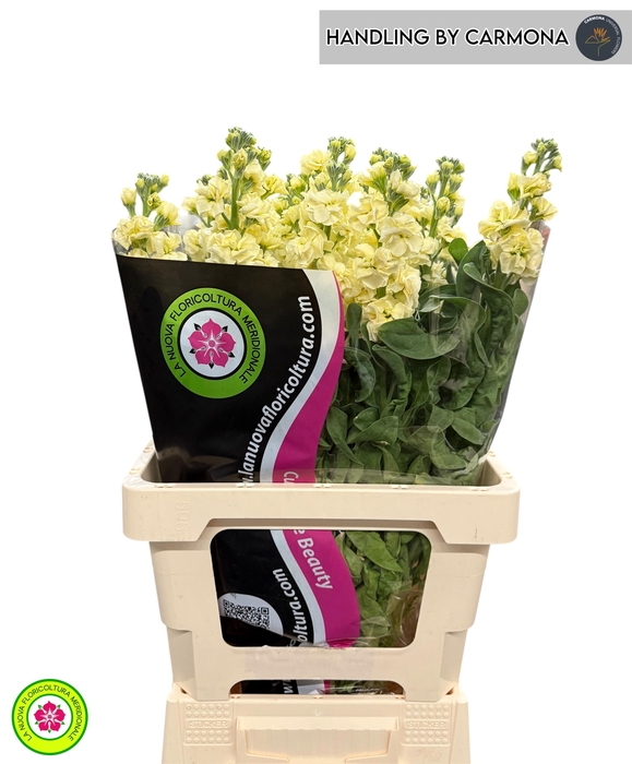 <h4>MATTH IRON YELLOW</h4>